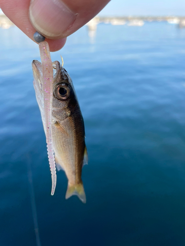 釣果