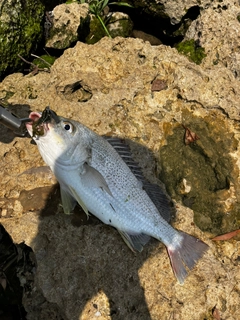 ホシミゾイサキの釣果