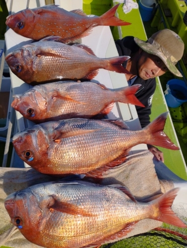 マダイの釣果