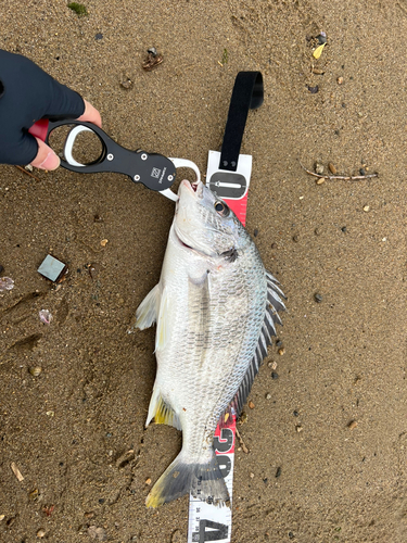 キビレの釣果