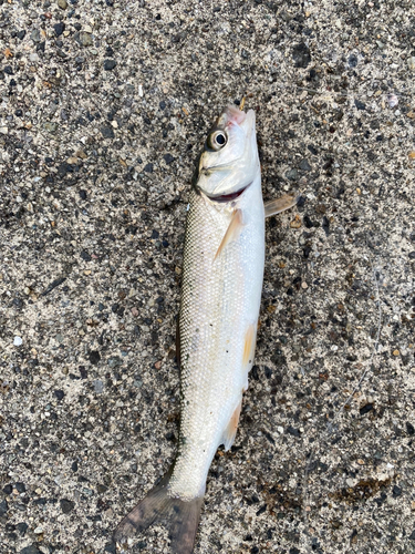 ウグイの釣果