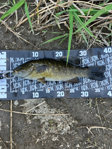 スモールマウスバスの釣果