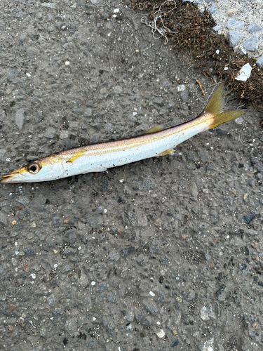 カマスの釣果