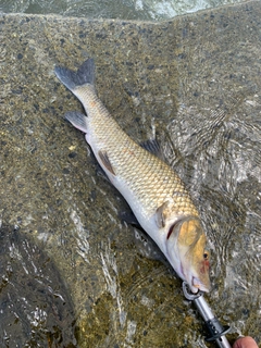 ニゴイの釣果