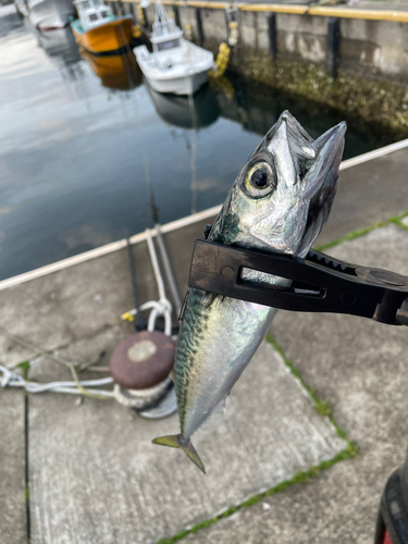 サバの釣果