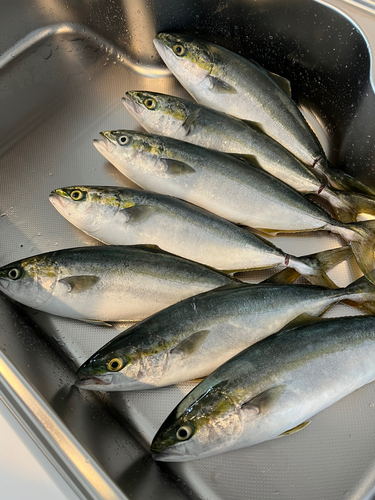 山口県で釣れたサバの釣り・釣果情報 - アングラーズ