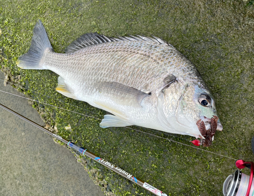 キビレの釣果