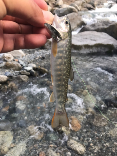 イワナの釣果