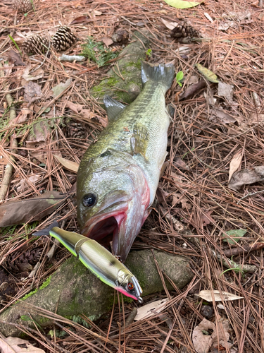 ブラックバスの釣果