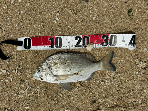 オキナワキチヌの釣果