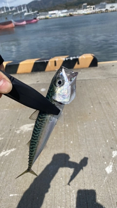 サバの釣果