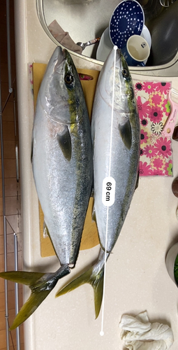 ブリの釣果