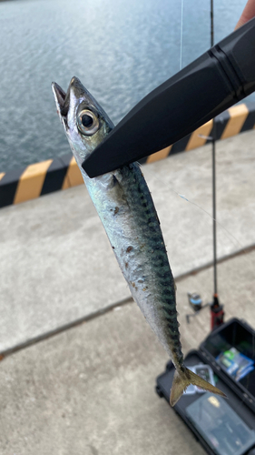 サバの釣果