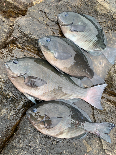 クチブトグレの釣果