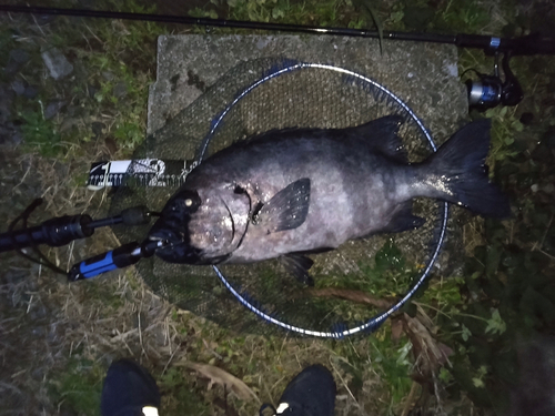 イシダイの釣果