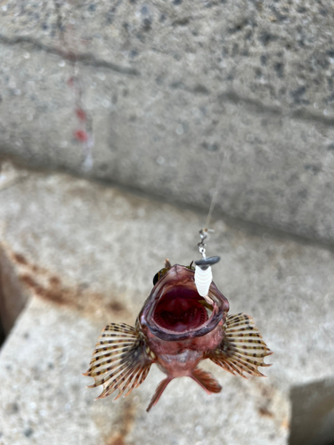 アラカブの釣果