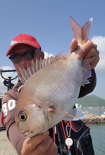 タイの釣果