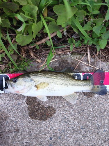 ラージマウスバスの釣果