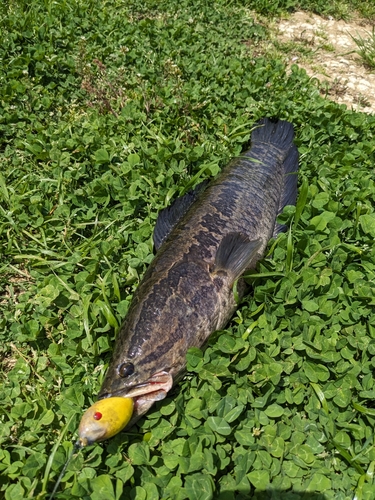 ライギョの釣果