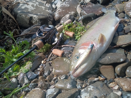 ニジマスの釣果