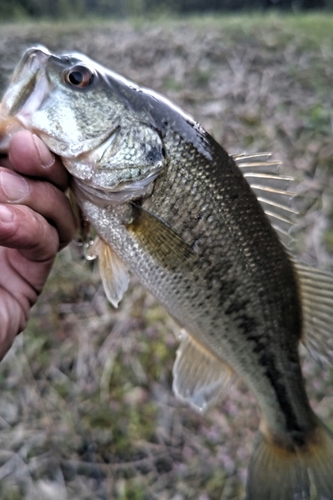 ラージマウスバスの釣果