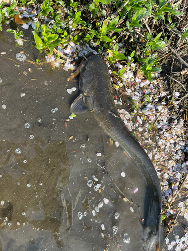 ナマズの釣果