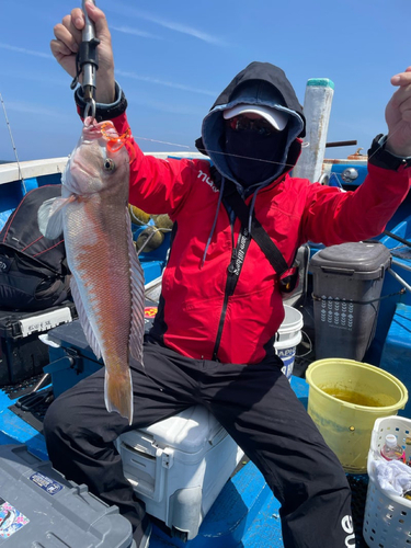 シロアマダイの釣果