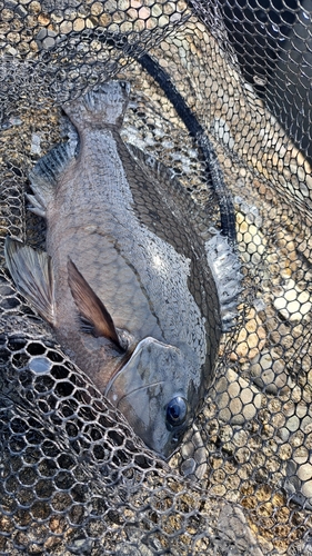 メジナの釣果