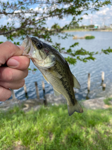 ラージマウスバスの釣果