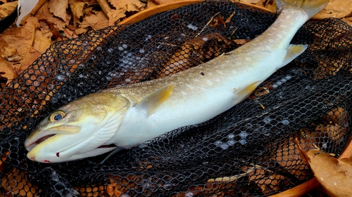 アメマスの釣果