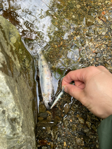 ヤマメの釣果