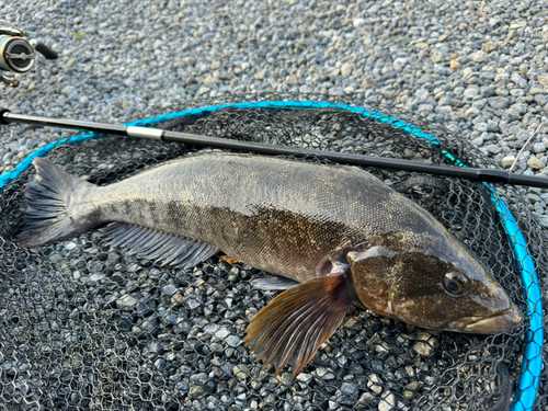 アイナメの釣果