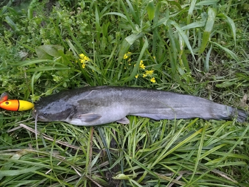 ナマズの釣果