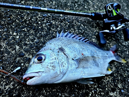 キチヌの釣果