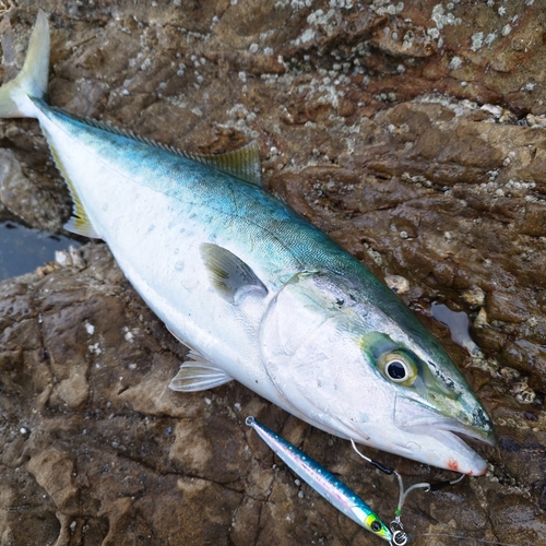 ハマチの釣果