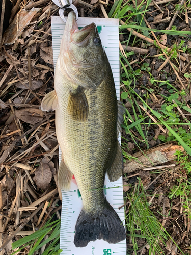 ブラックバスの釣果