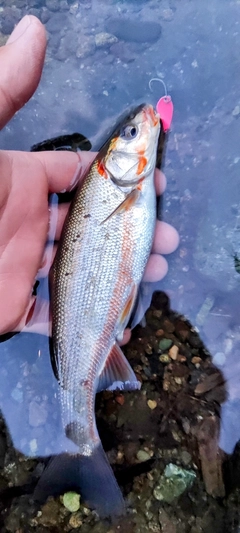 ウグイの釣果