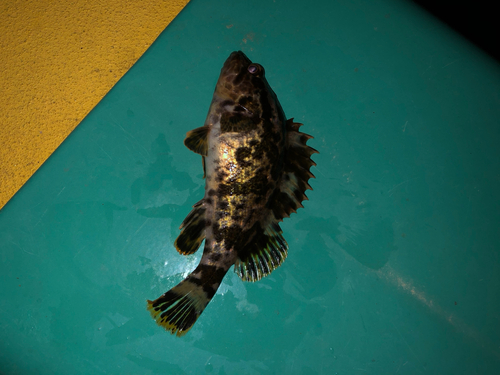 タケノコメバルの釣果