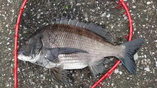 クロダイの釣果