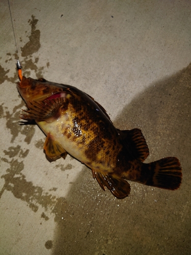 タケノコメバルの釣果