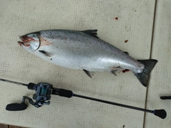 サクラマスの釣果