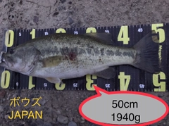 ブラックバスの釣果