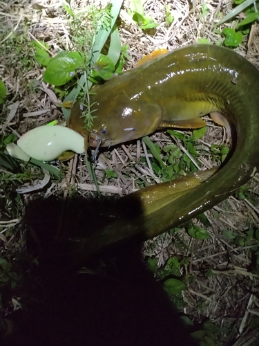 ナマズの釣果