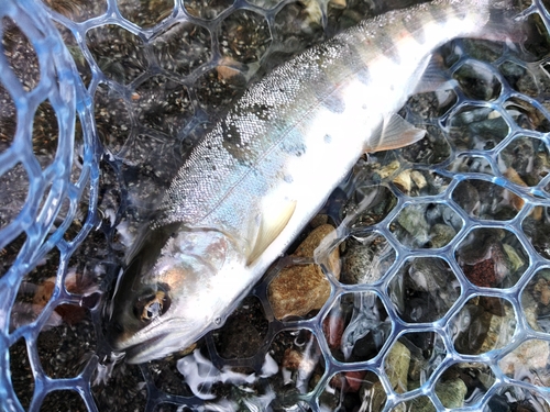 桂川（山中湖〜相模湖）中流