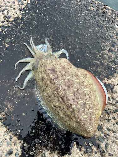 モンゴウイカの釣果