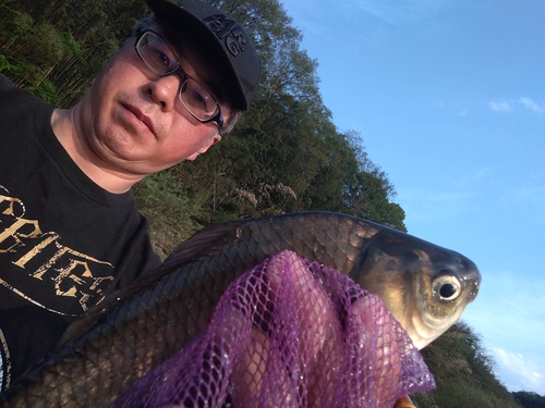 ヘラブナの釣果