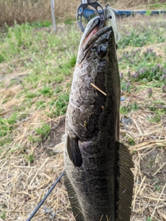 ライギョの釣果