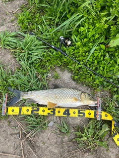 ニゴイの釣果