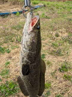 ライギョの釣果