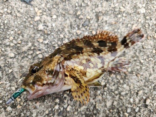 カサゴの釣果